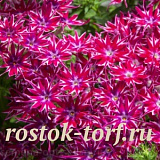 Флокс друммонда (Phlox drummondii) Popstars Purple, 5 семян