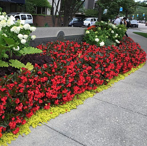 Бегония бенариензис (Begonia x benariensis) Big Red Bronze Leaf, 3 драже
