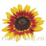 Подсолнечник декоративный (Helianthus annuus) Ring of Fire, 5 шт
