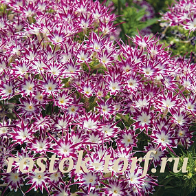 Флокс друммонда (Phlox drummondii) Popstars Purple with Eye, 5 семян