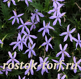 Изотома (Лаурентия) Isotoma Gemini Blue, 5 драже