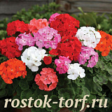 Пеларгония зональная (Pelargonium hortorum F2) Dancer MIX, 3 шт