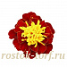 Бархатцы отклоненные (Tagetes patula F1) Super Hero Spry, 10 шт.очищ.семян