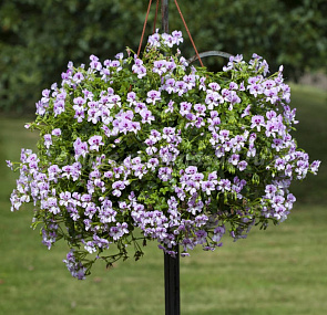 Пеларгония плющелистная (Ivy Leaf Geranium) Reach Out Lilac Bicolor, 3 шт.