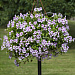 Пеларгония плющелистная (Ivy Leaf Geranium) Reach Out Lilac Bicolor, 3 шт.