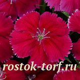 Гвоздика (Dianthus chinensis) Coronet™ Cherry Red, 5 драже