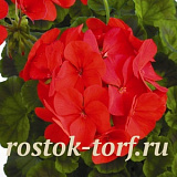 Пеларгония зональная (Pelargonium hortorum F1) Ringo 2000 Deep Red, 3 драже