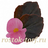 Big pack Бегония вечноцветущая (Begonia semperflorens) Senator iQ Pink, 50 драже