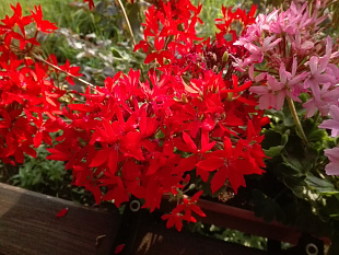 Пеларгония зональная (Pelargonium x hortorum) Quantum Red, 3 шт 