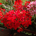 Пеларгония зональная (Pelargonium x hortorum) Quantum Red, 3 шт 