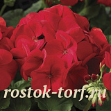 Пеларгония зональная (Pelargonium hortorum F1) Maverick Scarlet, 3 шт. обраб.