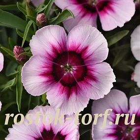 Гвоздика (Dianthus chinensis) Coronet™ White Purple Eye, 5 драже