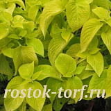Колеус гибридный (Coleus hybrida) Wizard Golden, 10 семян