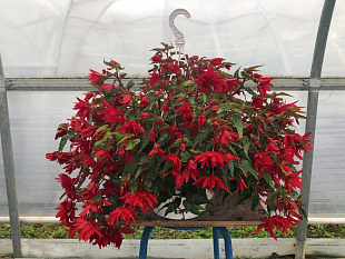 Бегония гибридная (Begonia x hybrida) Funky Red, 3 драже