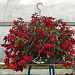 Бегония гибридная (Begonia x hybrida) Funky Red, 3 драже