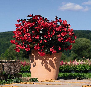 Бегония бенариензис (Begonia x benariensis) Big Red Bronze Leaf, 3 драже