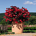 Бегония бенариензис (Begonia x benariensis) Big Red Bronze Leaf, 3 драже