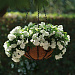 Катарантус розовый ампельный (Vinca rosea) Mediterranean – Xp White, 5 семян