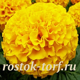 Бархатцы прямостоячие (Tagetes erecta F1) Taishan Gold, 5 очищ. семян 