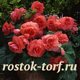 Big pack Бегония клубневая (Begonia tuberosa) Amerihybrid Ruffled Coral Salmon, 20 драже