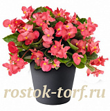 Big pack Бегония бенариензис (Begonia x benariensis) Big Rose Green Leaf, 20 драже
