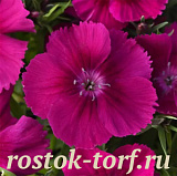 Big pack Гвоздика (Dianthus chinensis) Coronet™ Purple , 30 драже