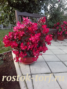 Бегония бенариензис (Begonia x benariensis) Big Red Bronze Leaf, 3 драже