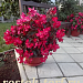 Бегония бенариензис (Begonia x benariensis) Big Red Bronze Leaf, 3 драже