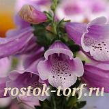 Наперстянка (Digitalis purpurea) Dalmatian Rose, 5 драже