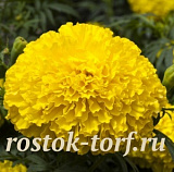 Бархатцы прямостоячие (Tagetes erecta F1) Big Top Yellow, 5 очищ.семян