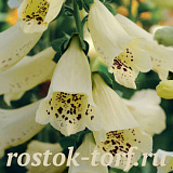 Big pack Наперстянка (Digitalis purpurea) Dalmatian Crème, 30 драже