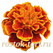Бархатцы отклоненные (Tagetes patula F1) Super Hero Orange Flame, 10 шт очищ.семян