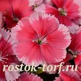 Big pack Гвоздика (Dianthus chinensis) Coronet™ Strawberry, 30 драже