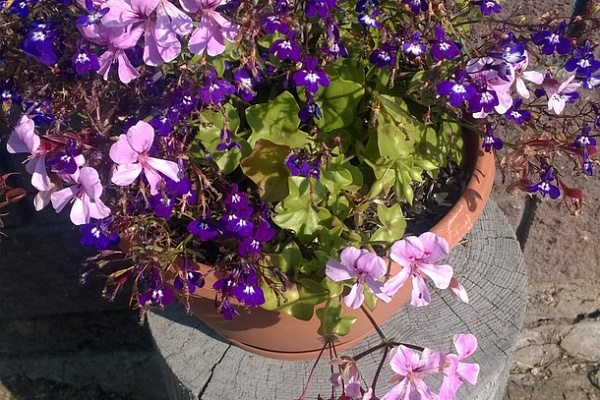 Это Пеларгония плющелистная (Pelargonium peltatum) распушилась