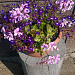 Это Пеларгония плющелистная (Pelargonium peltatum) распушилась