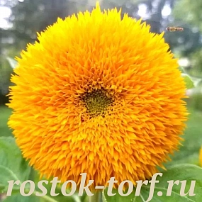 Подсолнечник однолетний (Helianthus annuus) Teddy Bear, 5 семян