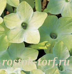 Табак крылатый (Nicotiana alata) Saratoga Lime, 10 драже