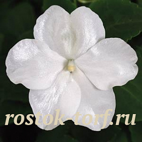 Бальзамин Impatiens, F1 Single Super elfin® – XP White , 5 шт