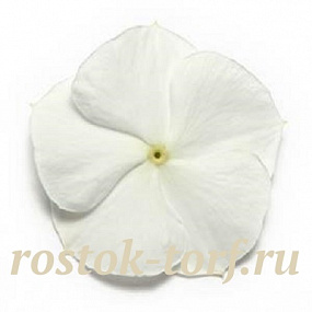 Катарантус розовый (Vinca rosea) Pacifica – Xp White, 10 семян