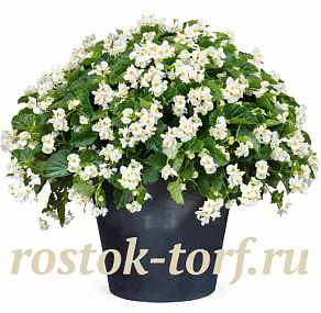 Бегония бенариензис (Begonia x benariensis) Big White Green Leaf, 3 драже