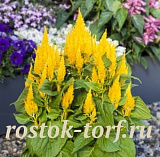 Целозия перистая (Celosia plumosa) Bright Sparks Yellow, 10 шт