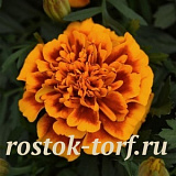Бархатцы отклоненные (Tagetes patula F1) Bonanza Flame, 10 шт очищ.семян