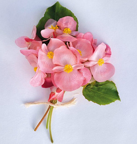 Бегония бенариензис (Begonia x benariensis) Big Pink Green Leaf , 3 драже