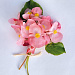 Бегония бенариензис (Begonia x benariensis) Big Pink Green Leaf , 3 драже