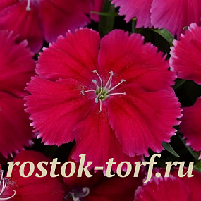 Big pack Гвоздика (Dianthus chinensis) Coronet™ Cherry Red, 30 драже
