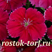 Big pack Гвоздика (Dianthus chinensis) Coronet™ Cherry Red, 30 драже