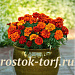 Бархатцы отклоненные (Tagetes patula F1) Fireball, 10 обраб. семян 