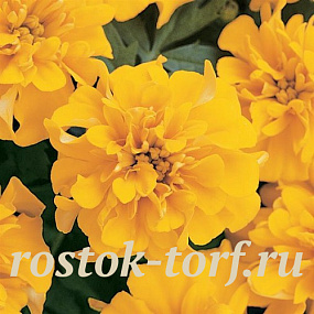 Бархатцы отклоненные (Tagetes patula F1) Bonanza Gold, 10 шт очищ. семян