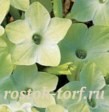 Табак крылатый (Nicotiana alata) Saratoga Lime, 10 драже