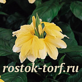 Кроссандра (Crossandra) Tropic Yellow Splash 3 шт